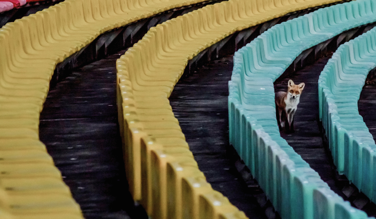 image showing an urban fox.  The fox is in a venue, such as a stadium and is standing in front of a row of empty seats.  the seats are turquoise and yellow.
